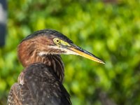 Green Heron